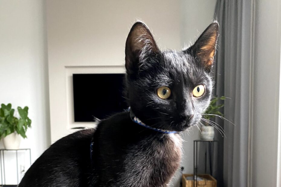 zwarte kitten met een tuigje